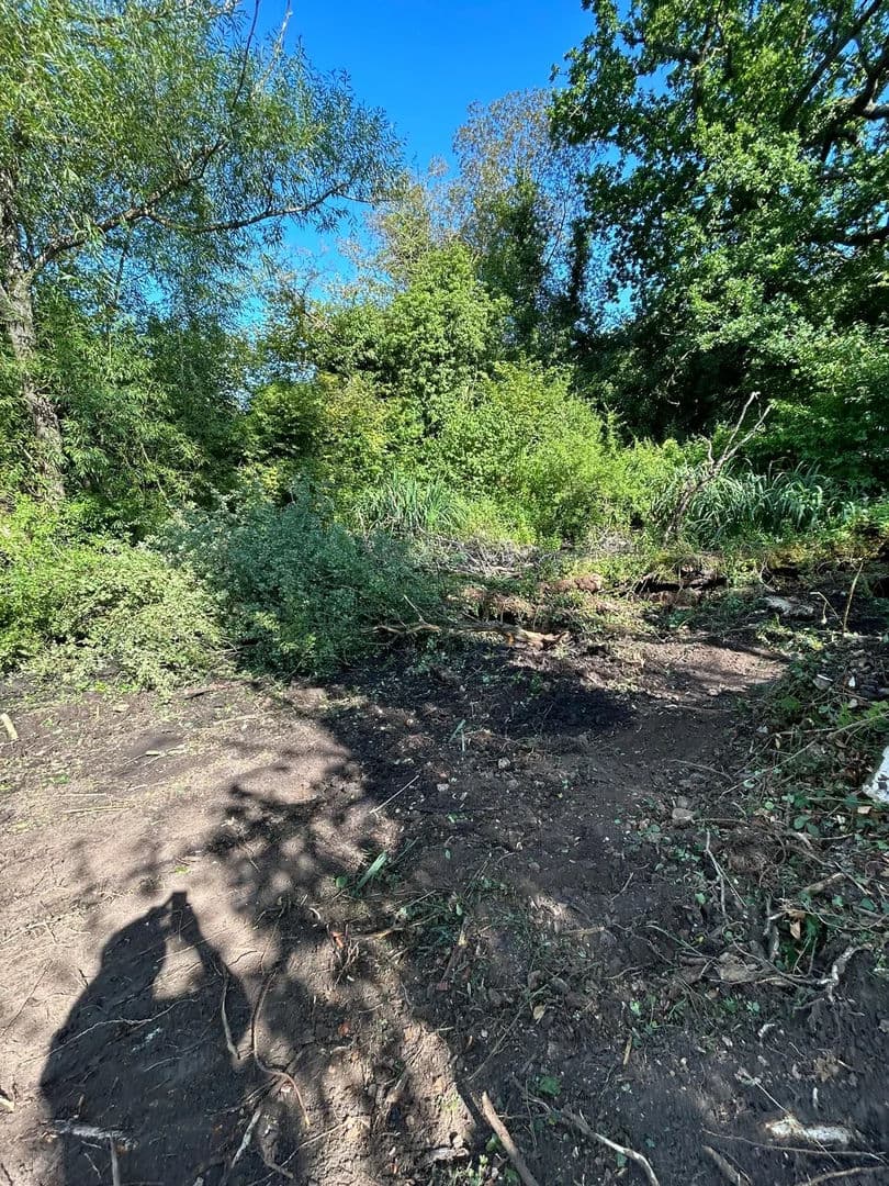 Natural woodland setting before pond construction